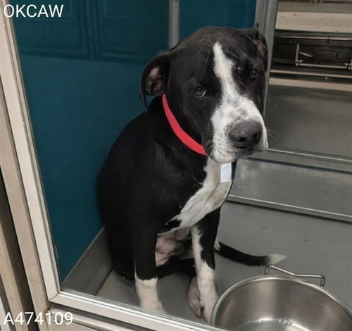 ROXY - Hound / Pit Bull Terrier available for adoption