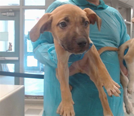 A469703 - American Pit Bull Terrier available for adoption