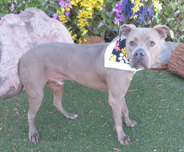 BUSTER - Pit Bull Terrier available for adoption