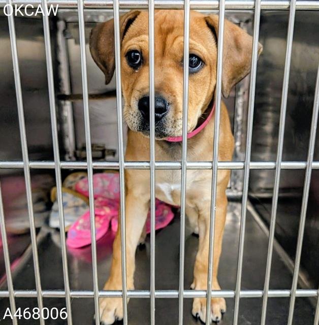 MADDIE - Mastiff available for adoption