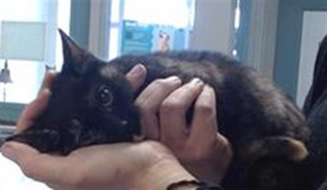 SPITFIRE - Domestic Short Hair available for adoption