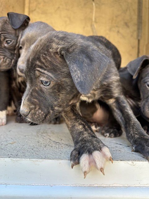 A468699 - Pit Bull Terrier available for adoption
