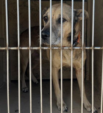 CASH - German Shepherd Dog available for adoption