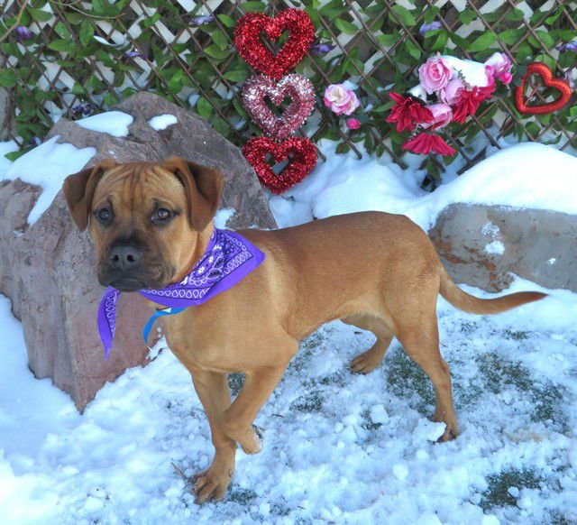 PEANUT - Terrier available for adoption