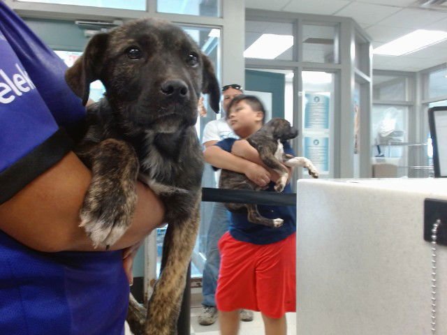 A468165 - Hound available for adoption