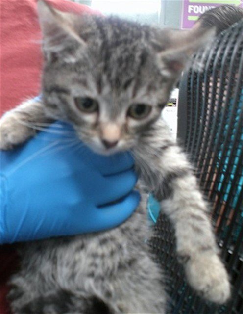 A478050 - Domestic Short Hair for adoption in Norman