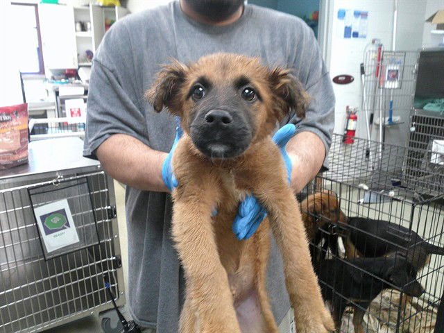 A469302 - German Shepherd Dog available for adoption