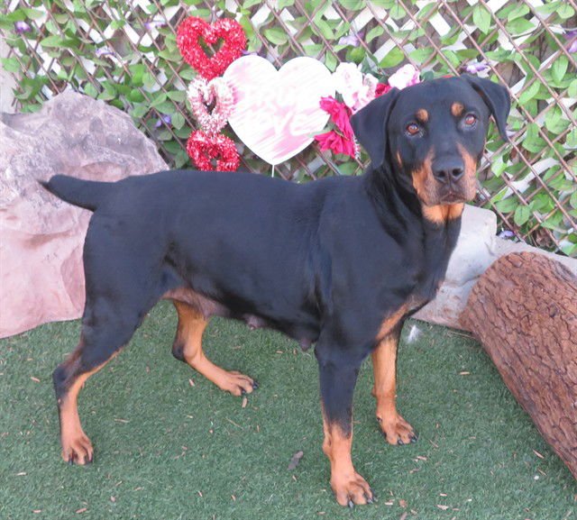 TRIXIE - Rottweiler available for adoption