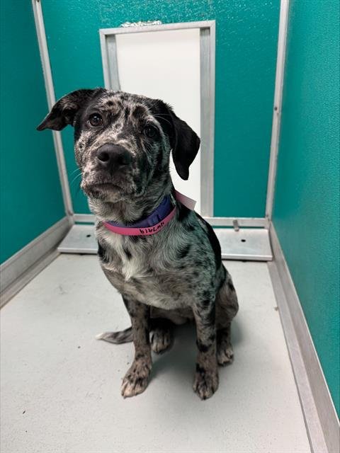 A467919 - Catahoula Leopard Dog available for adoption
