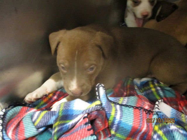 SHORTBREAD - American Pit Bull Terrier / Siberian Husky available for adoption