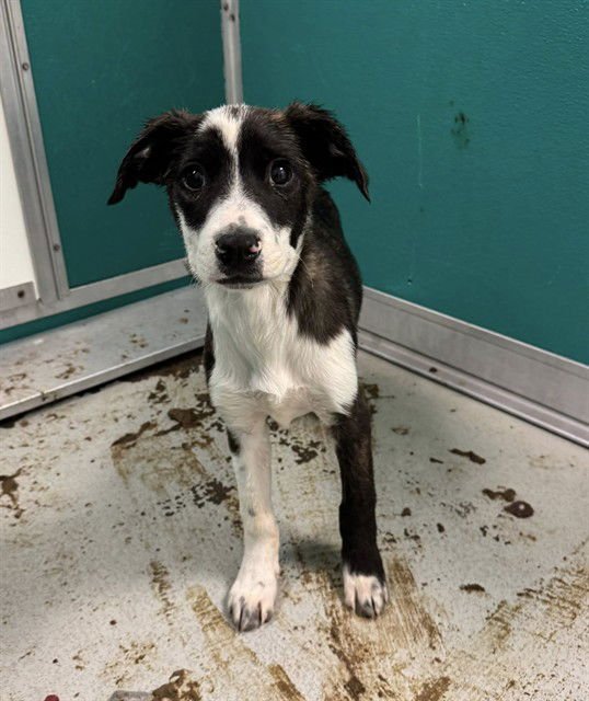 MOONMAN - Pit Bull Terrier available for adoption