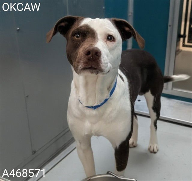 ZIGGY - Pointer available for adoption