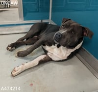 A474214 - Photo 1