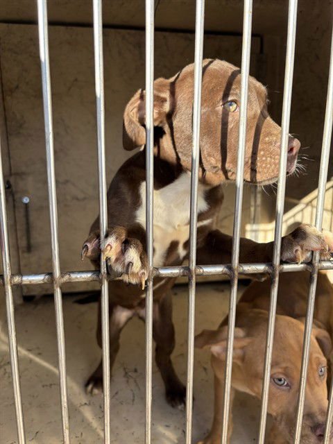 MILLIE - Pit Bull Terrier available for adoption