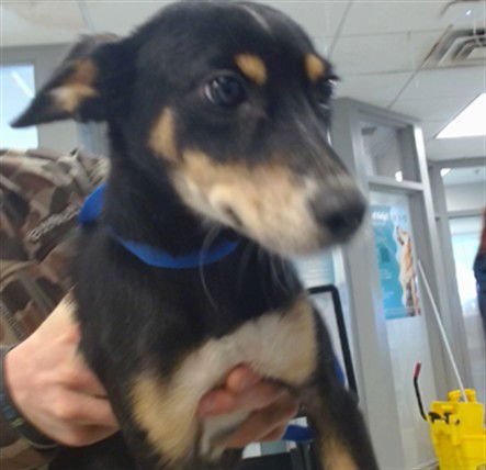 A468327 - Australian Cattle Dog/Blue Heeler available for adoption