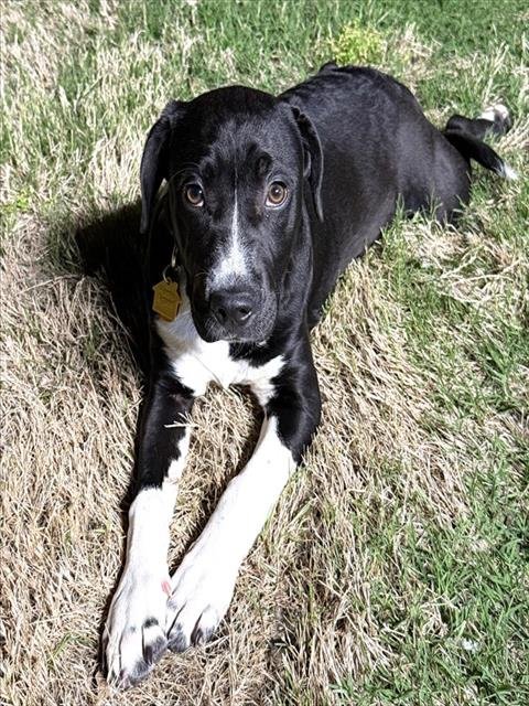 CLEO - Mastiff available for adoption