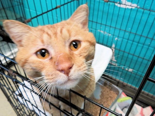 SUNNY - Domestic Short Hair available for adoption