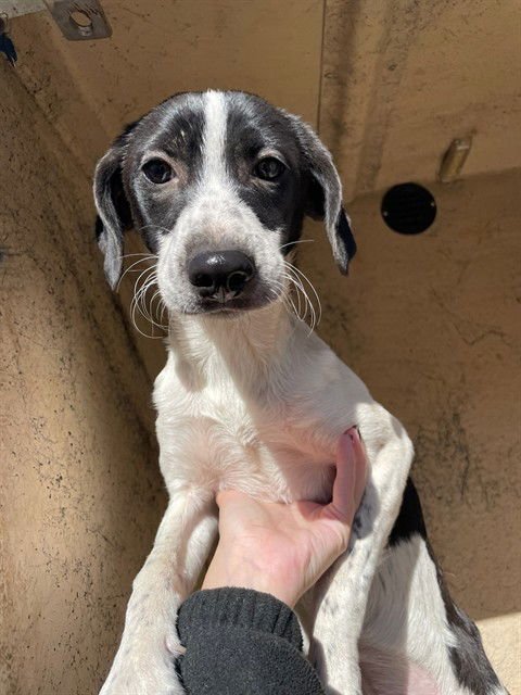A468773 - Australian Cattle Dog/Blue Heeler available for adoption