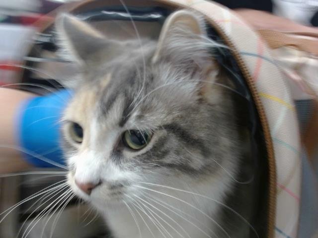 A467841 - Domestic Medium Hair available for adoption