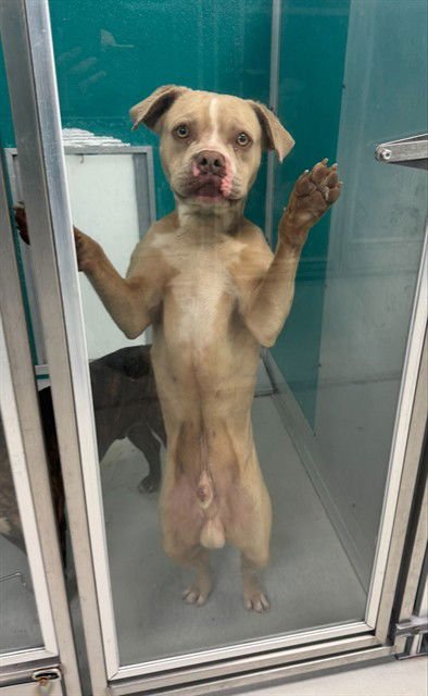 KEVIN - American Pit Bull Terrier available for adoption