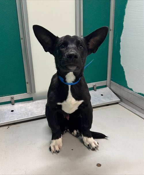 RADAR - German Shepherd Dog available for adoption