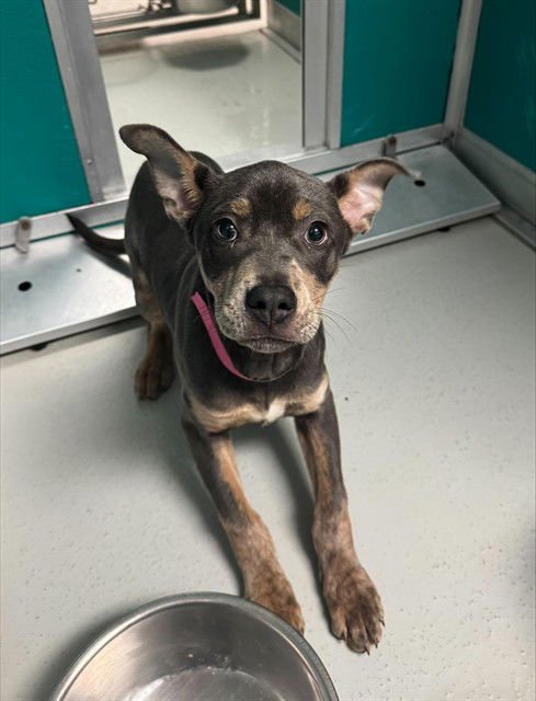 PICKLES - Terrier available for adoption