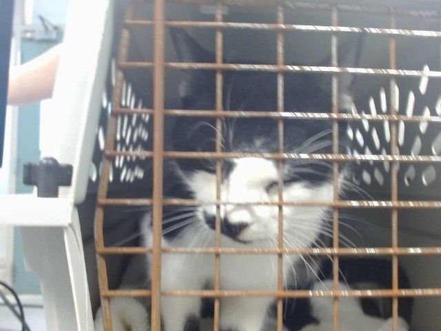 TUXIE - Domestic Short Hair available for adoption