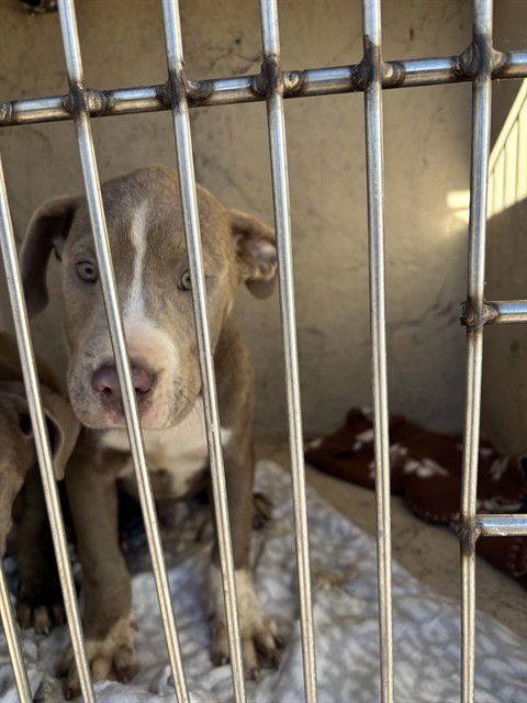 A468793 - Pit Bull Terrier available for adoption