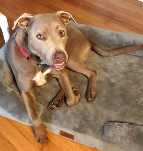 LUCY - Pit Bull Terrier available for adoption