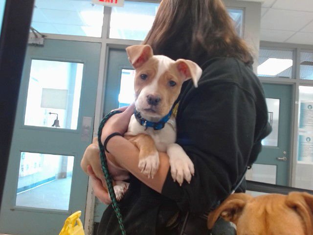 A468902 - American Pit Bull Terrier available for adoption