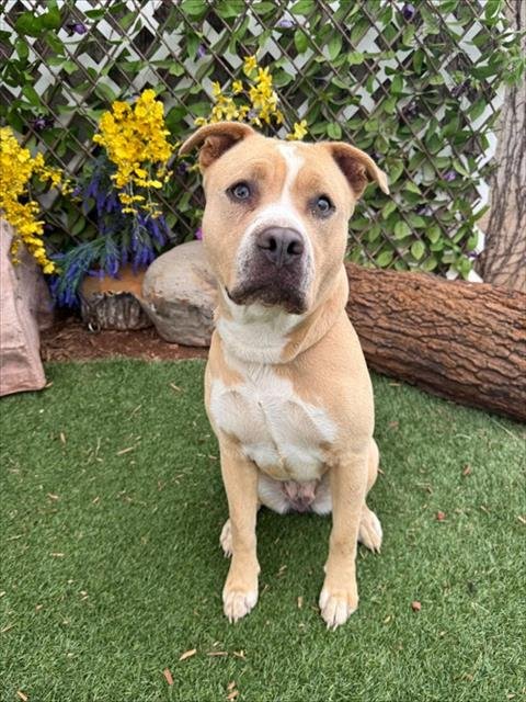 SUGAR Image