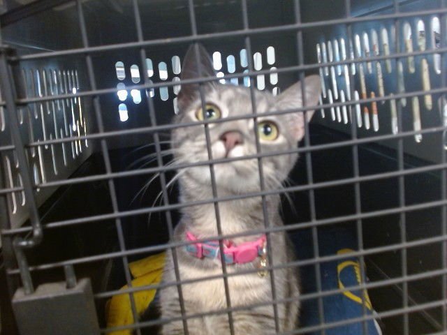 A468724 - Domestic Short Hair available for adoption