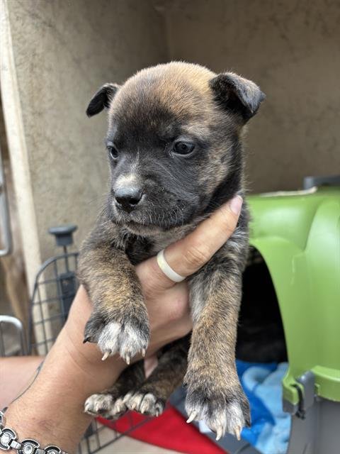 ROCKET - American Pit Bull Terrier / Siberian Husky available for adoption