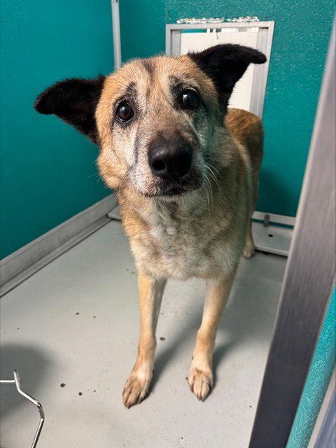 CROUTON - German Shepherd Dog available for adoption