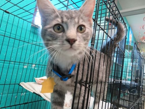 A472846 - Domestic Short Hair available for adoption