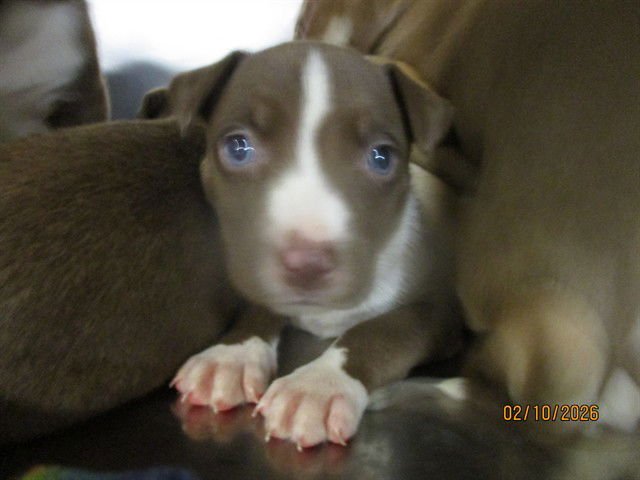 STROOPWAFFLE - American Pit Bull Terrier / Siberian Husky available for adoption