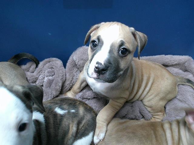 A469901 - American Pit Bull Terrier available for adoption