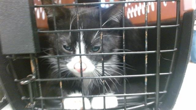 A468143 - Domestic Short Hair available for adoption