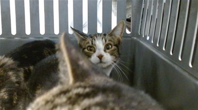 A468921 - Domestic Short Hair available for adoption