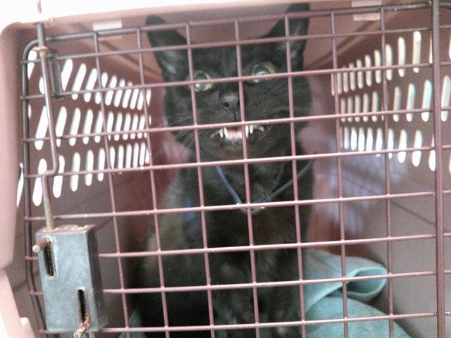 NIGHTSHADE - Domestic Short Hair available for adoption