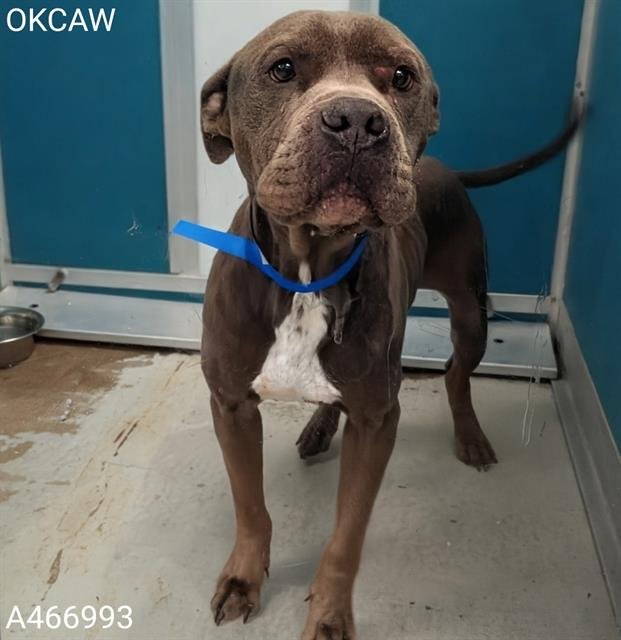 SCOOTER - American Pit Bull Terrier available for adoption