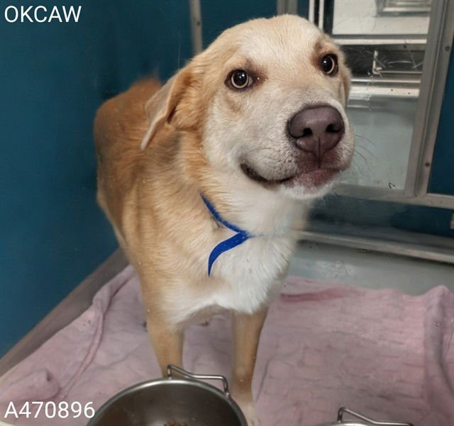 WALLACE - Siberian Husky available for adoption