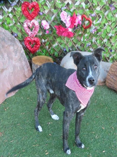 LINCOLN - Pit Bull Terrier available for adoption