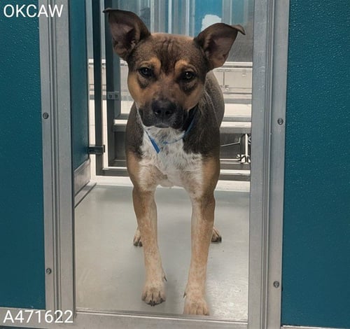 SPARKY - Pit Bull Terrier available for adoption