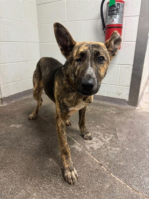 WINKS - Dutch Shepherd available for adoption