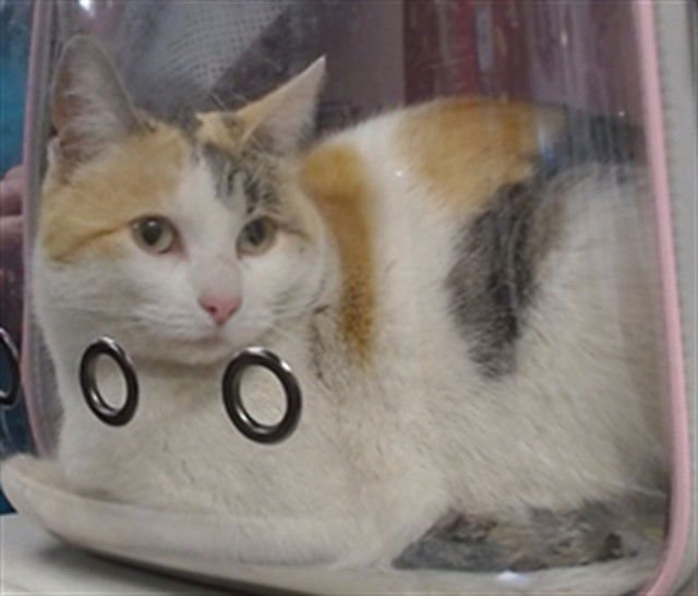 A470009 - Domestic Short Hair available for adoption