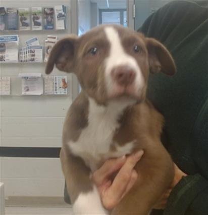 A468846 - American Pit Bull Terrier available for adoption