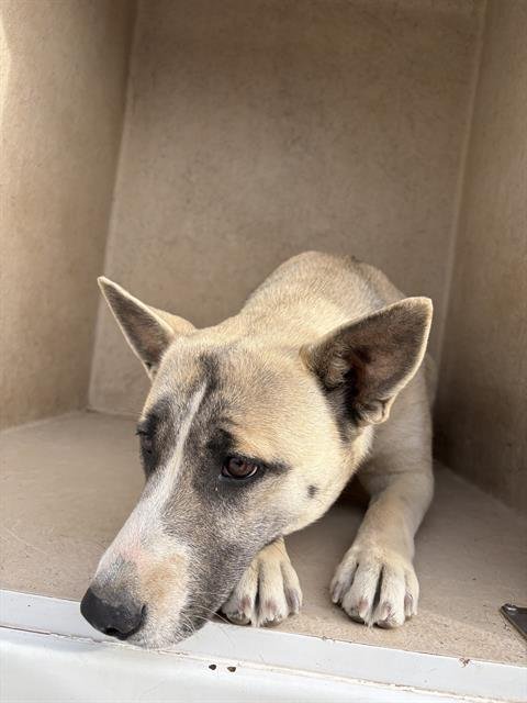 VIOLET - Black Mouth Cur available for adoption