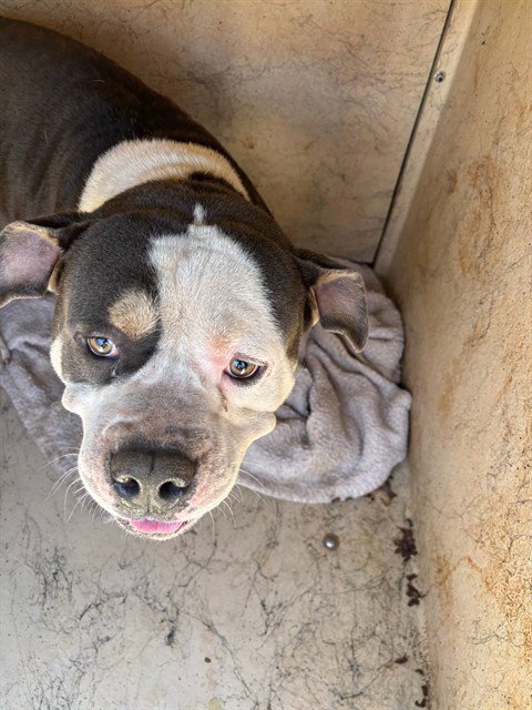 SUGAR DADDY - Pit Bull Terrier available for adoption