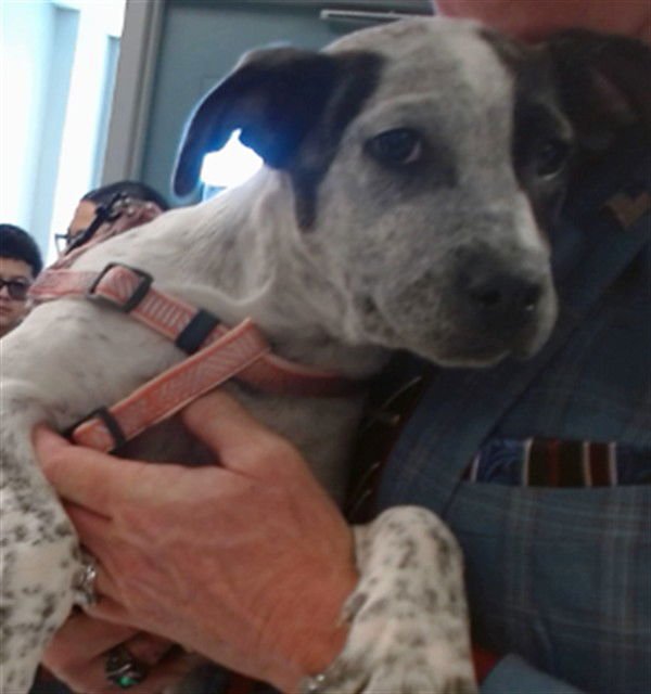 A467193 - Australian Cattle Dog/Blue Heeler available for adoption